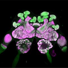 Das Gehirn einer Blattschneiderameise. . Mittels Immunfluoreszenz  wurden verschiedene Synapsenprote
Quelle: Abbildung aus Groh et al. (2014) Proc Roy Soc B (idw)