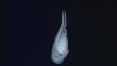 Besser versteckt, aber auch dieses Exemplar von Haliphron atlanticus hält eine Qualle.
Quelle: Foto: MBARI (idw)