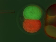 Jeder Zelle eine eigene Farbe: Nach der ersten Zellteilung der befruchteten Eizelle werden die zwei Zellen mit einem rot bzw. grün fluoreszierenden Marker injiziert. Quelle: MPI Münster / E. Casser (idw)