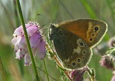 Das Moor-Wiesenvögelchen (Coenonympha tullia) ist ein Tagfalter, der auf Moorgebiete angewiesen ist und der allein schon aufgrund des Mangels an solchen Lebensräumen den klimatischen Verschiebungen nicht folgen kann.
Quelle: Foto: Chris van Swaay / Butterfly Climate Risk Atlas 2008  (Nutzungsbeschränkung: kostenfrei bei red. Nutzung, Verwendung nur unter Angabe der Quelle und im Zusammenhang mit der Pressemitteilung) (idw)