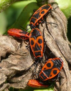 Gemeine Feuerwanzen (Pyrrhocoris apterus)
Quelle: Foto: MPI für chemische Ökologie/ Kaltenpoth (idw)