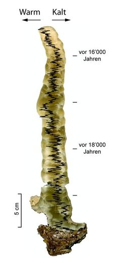 Geochemische Analysen entlang eines Stalagmiten aus dem Sieben Hengste Höhlensystem (Schweiz) erlaub
Quelle: Marc Luetscher (idw)