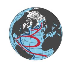 Atlantic Conveyor; eine schematische Skizzep der großen atlantischen Umwälz-Strömung (Atlantic Merid
Quelle: Stefan Rahmstorf/PIK (idw)