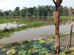 Viele Pflanzenarten in den Feuchtgebieten Brasiliens sind an den jahreszeitlichen Wechsel der Wasserstände angepasst. Quelle: Susanne Benner, MPI für Chemie. (idw)