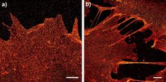 Diese dSTORM-Abbildung zeigt die Glycocalix der Plasmamembran von Zellen mit der homogenen Verteilun
Quelle: (Bild: AK Markus Sauer) (idw)