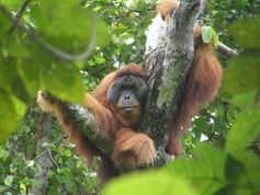 Männlicher Orang-Utan in Sumatras freier Wildbahn
Quelle: Bild: Ellen Meulmann, Anthropologisches Institut und Museum, Universität Zürich (idw)