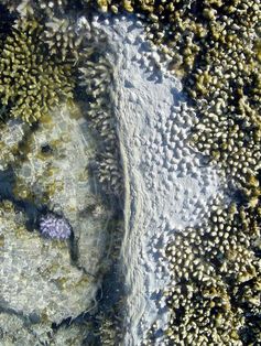 Korallenschleim mit eingefangenen Partikeln
Quelle: Foto: C. Wild, ZMT (idw)