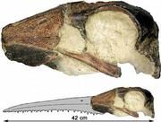 Schädel von Dasornis, die fossile Art und eine Rekonstruktion des Schädels. Copyright: Fred Clouter (s. a. www.sheppeyfossils.com) 