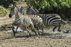 Tansania Zebras