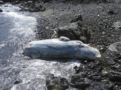 Foto: (c) Manolo Carillo, Canarias Conservación