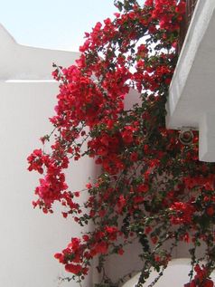 Bougainvillea