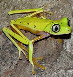 Die neotropische Froschart Agalychnis lemur ist in ihrem natürlichen Verbreitungsgebiet Costa Rica und Panama nur noch an wenigen Stellen in der Natur anzutreffen.
Quelle: © Senckenberg (idw)