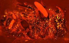 Eine Biene mit Ei, bei der die Abgabe des Stickstoffmonoxids durch einen Fluoreszenzfarbstoff als helle Leuchtpunkte sichtbar gemacht wurde.
Quelle: Foto: Erhard Strohm – Zur ausschließlichen Verwendung im Rahmen der Berichterstattung zu dieser Pressemitteilung. (idw)