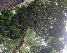 In indonesischen Bergregenwäldern wachsen „Aluminiumbäume“, mit deren Rinde und Blättern traditionelle Weberinnen Textilien beizen Quelle: Foto: privat (idw)