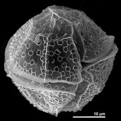 Lingulodinium polyedrum bildet Panzerplatten aus, die in der elektronenmikroskopischen Aufnahme sichtbar werden. Die Zellen haben eine  Länge von 35-55 µm.
Quelle: © Mona Hoppenrath, Senckenberg am Meer, DZMB - Deutsches Zentrum für Marine Biodiversitätsforschung (idw)