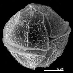 Lingulodinium polyedrum bildet Panzerplatten aus, die in der elektronenmikroskopischen Aufnahme sichtbar werden. Die Zellen haben eine  Länge von 35-55 µm.
Quelle: © Mona Hoppenrath, Senckenberg am Meer, DZMB - Deutsches Zentrum für Marine Biodiversitätsforschung (idw)