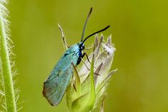 weibliches Ampfer-Grünwidderchen