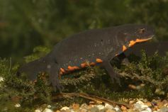 Feuerbauchmolch: Exotische Amphibienart, die oft importiert wird.
Quelle: Foto: Frank Pasmans (idw)
