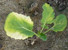 Herbizide hinterlassen deutliche Spuren auf Blättern von Bäumen und Kulturpflanzen. Insektizide und Fungizide dagegen nicht. Die meisten Pflanzenschutzmittel sind sehr flüchtig und gelangen zum größten Teil in unsere Atemluft. Über die Auswirkungen dieses Chemiecocktails schweigt man von Seiten der Verbraucherschutzbehörden. Bild: Umweltbund