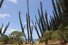 Araukarienwald (Araucaria columnaris) auf Neukaledonien.
Quelle: Foto: Universität Göttingen (idw)