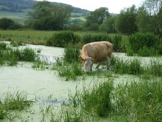 Nach der Wiederherstellung des natürlichen Wasserhaushaltes in der Auenlandschaft soll eine ganzjährig extensive Rinderbeweidung erfolgen. Bild: Claus Neubeck (Universität Kassel) (idw)