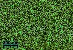Gold-Nanopartikel auf einer Glasoberfläche aufgenommen mit einem Rasterkraftmikroskop. Schematisch die Metallpartikel nahe der so genannten Perkolationsschwelle.