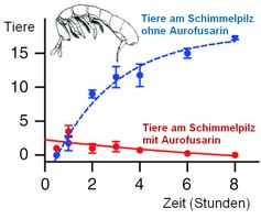 Springschwänzen wurde der Aurofusarin produzierende Schimmelpilz Fusarium graminearum (rot) und seine Mutante ohne Aurofusarin (blau) angeboten. Nach wenigen Stunden sammelten sich.