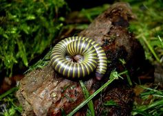 Der bunte Anadenobolus monilicornis wurde nur im Zoo Leipzig entdeckt.
Quelle: Peter Decker (idw)