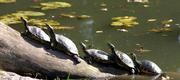 Vom Wasser aufs Land? Haben Torsten Scheyer und Dr. Martin Sander Recht, verlief die Entwicklung der Schildkröten genau andersherum: Die ersten Arten lebten an Land; erst später spalteten sich davon (semi-)aquatische Entwicklungslinien ab. (c) Dr. Thomas Mauersberg / Universität Bonn