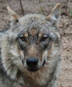 Stammt dieser Wolf aus Südeuropa? Die neuen genetischen Marker können darüber Aufschluss geben.
Quelle: © Susanne Carl (idw)