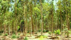 Fünf Jahre alter Eukalyptus-Wald in Sadat City
Quelle: Bild: Prof. El Hakeem (idw)
