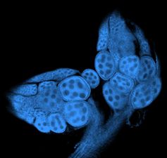 Ovar (speziell eingefärbt) einer weiblichen Drosophila sechellia Fruchtfliege, die außerhalb ihrer Wirtspflanze gezüchtet wurde. Ohne L-DOPA in der Nahrung ist die Eireifung gestört. Quelle: Sofia Lavista Llanos / Max-Planck-Institut für chemische Ökologie (idw)