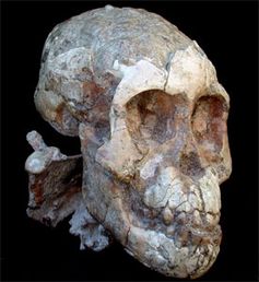 Der Schädel des Australopithecus afarensis-Kindes. Bild: National Museum of Ethiopia, Addis Ababa