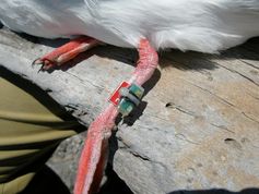 Mikro-Sensoren an den Beinen der Möwen übermitteln Daten über die Schwimmphasen der Vögel.
Quelle: MPI f. Ornithologie (idw)