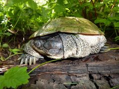 Eine der neu entdeckten Arten, Pelomedusa neumanni, lebt  nur in Kenia und Tansania.
Quelle: H. Prokop (idw)