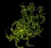 Trypanosoma brucei, der im Blut lebende Erreger der Schlafkrankheit Bild: Markus Engstler / TU Darmstadt