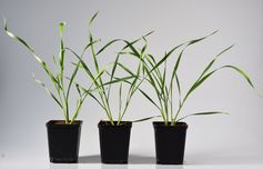 Weizenpflanzen, in die ein Methyltransferase-Gen von Mais eingebracht worden ist, können ihre Abwehr nicht mehr angemessen steuern und werden so anfällig für Blattlausbefall.
Quelle: Beibei Li / Universität Bern, Schweiz (idw)