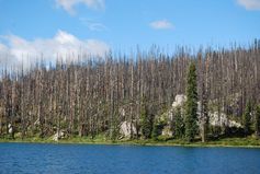 Wald in Kanada nach einem Waldbrand. Die Strategien zur Bekämpfung von Waldbränden in weiten Teilen Kanadas sollten daher überdacht werden, empfehlen deutsche und US-Forscher in  der Dezember-Ausgabe des Fachblattes "The American Naturalist".
Quelle: Foto: skylight/Fotolia (idw)