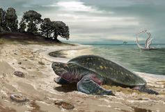 So könnte der Lebensraum der Meeresschildkröte vor 120 Millionen Jahren ausgesehen haben.
Quelle: © Jorge Blanco (idw)