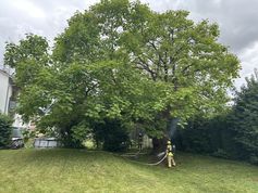 Brennender Trompetenbaum Bild: Feuerwehr