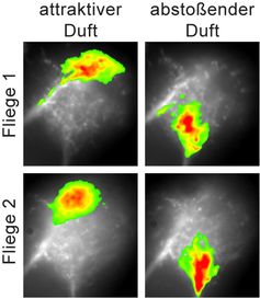 Ein attraktiver Duft aktiviert eine andere Region im lateralen Horn als ein abstoßender Duft. Diese Regionen sind von Fliege zu Fliege gleich und somit genetisch festgelegt. Quelle: Silke Sachse /  / Max-Planck-Institut für chemische Ökologie (idw)