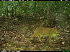 Borneo-Goldkatze.
Quelle: Foto: WWF-Malaysia/Azlan Mohamed (idw)