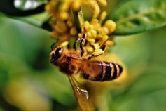 Honigbiene Blüte