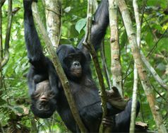 Bonobo-Weibchen mit Nachwuchs. Bonobos reagieren auf Signale schneller als Schimpansen.
Quelle: C. Deimel (idw)