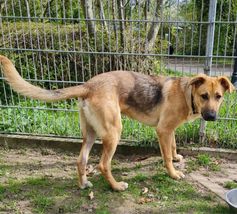 Bild Tierheim Bremen