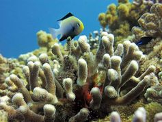 Rotmeer-Preussenfisch in einer Koralle der Gattung Stylophora
Quelle: Foto: Nur Garcia, Leibniz-Zentrum für Marine Tropenforschung (idw)