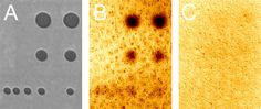 Bild: Max-Planck-Institut für Biochemie