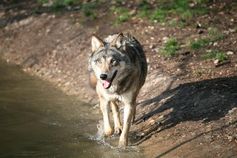Wölfe fühlen sich seit zehn Jahren in der Lausitz heimisch
Quelle: © Stefan Seidel (idw)