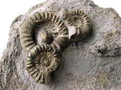 Diese mit Markasit versehenen Ammoniten wurden beim (Um-)Bau des Bahnhofs in Bielefeld gefunden.
Quelle: Bild: Paul Marx / PIXELIO (idw)