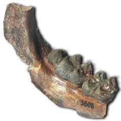 Fossiles Unterkieferfragment mit zwei Backenzähnen eines Hirschferkels aus Pakistan. Die Größe der Zähne lässt ein Körpergewicht von über 100 kg schätzen.
Quelle: Foto: M. Schellenberger, SNSB-Bayerische Staatssammlung für Paläontologie und Geologie (idw)